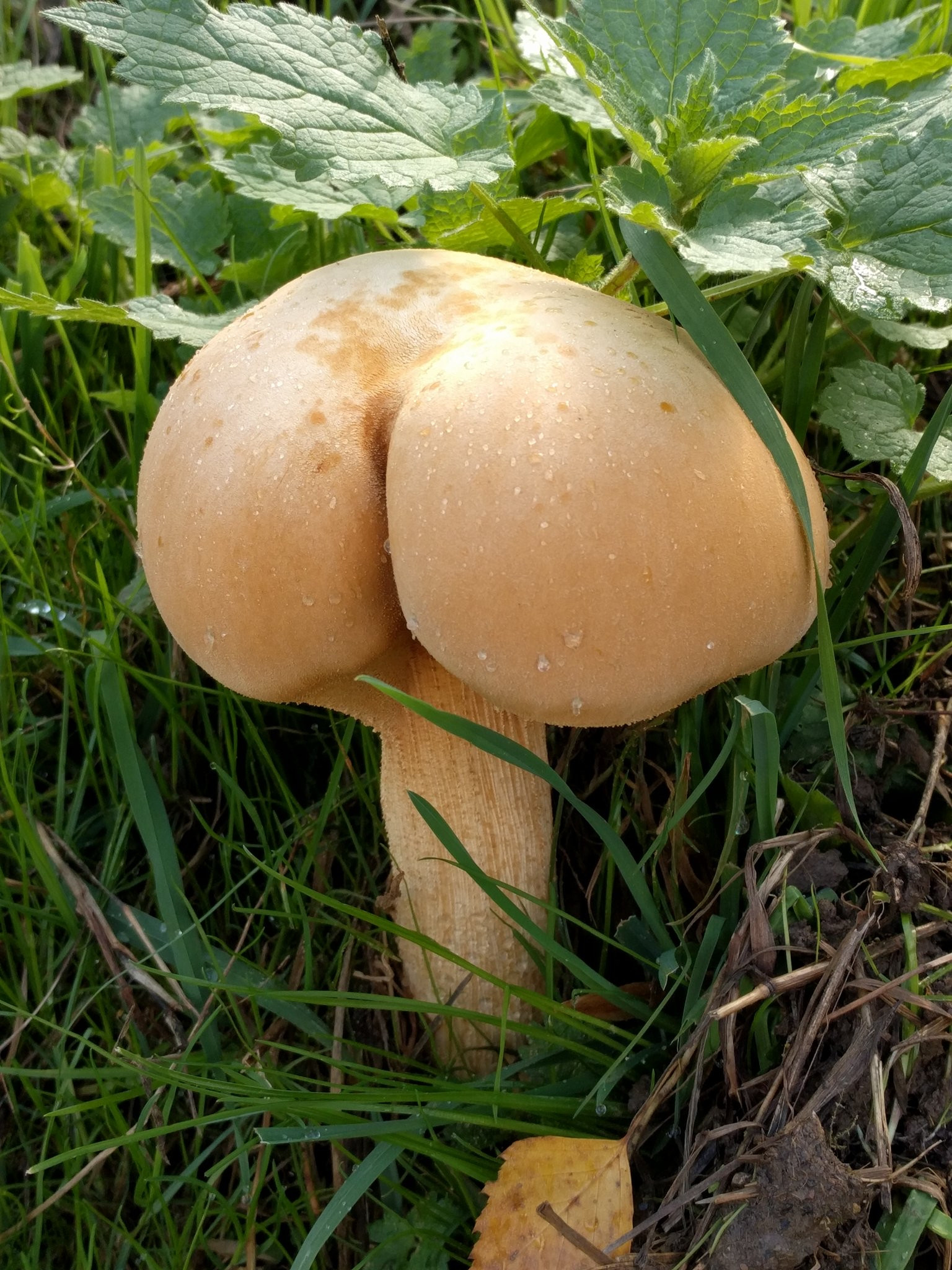 no title